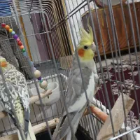 عروس هلندی تخم گذار