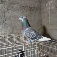 کبوتر پلاکی عراق