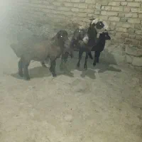 گوسفند|حیوانات مزرعه|سردرود, |دیوار