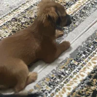 سگ پیکینیز فوری