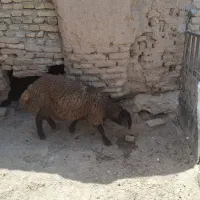 بره هترو نر