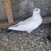 کله دم سبز|پرنده|اصفهان, گورتان|دیوار