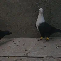 جفت زاغ کله سفید کاکلی نروماده واکسی