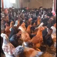 جوجه مرغ بومی