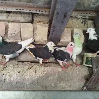 کبوتر پرشی شازده