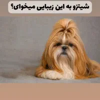 شیتزو / پامرانین / پودل / چاوچاو / سامویید