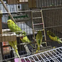 مرغ عشق گمشده