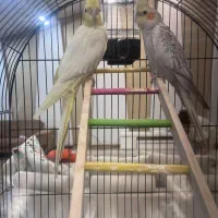 جفت عروس هلندی آماده