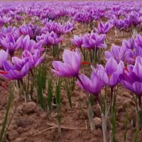 سرمایه‌گذاری در کاشت  زعفران