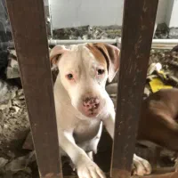 پیتبول ماده ۱ساله و ۳ساله