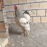 مرغ و خروس برهما کینگ سایز