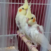 جوجه عروس لوتینو