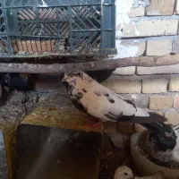 کبوتر