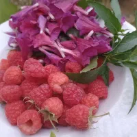 نهال رَزبری