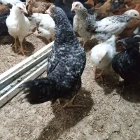 فروش تاقچه مرغ خروس ۱۲۰روزه