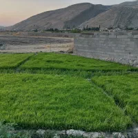 نشای شلتیک