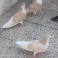 کبوتر شهرستانی چادری