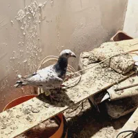 کفتر|پرنده|تایباد, |دیوار