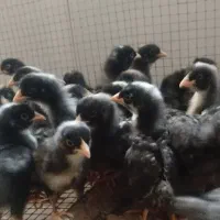 جوجه مرغ و خروس نژاد آمروک