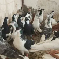 کفتر