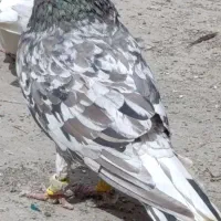 هیون باحال