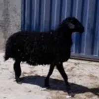 کاور همو