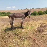 الاغ نر جوان