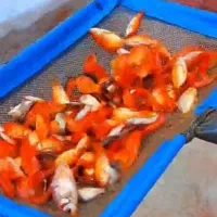 فروش‌عمده‌انواع‌ماهی‌قرمز‌شب‌عیدووسایل‌شب‌عید‌