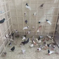 کفتر کبودت