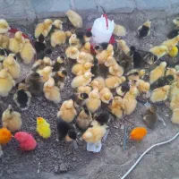 رنگی محلی رنگی اردک غاز