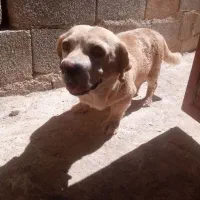 سگ پاکوتاه