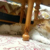 دو گربه پرشین نر و ماده