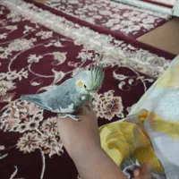 عروس هلندی دستی با قیمت خوب
