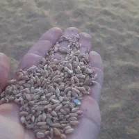 گندم با جو عوض میکنم