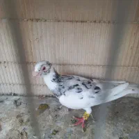 یهودی هفت رنگ