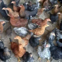 فروش جوجه خروس ۵ ماهه