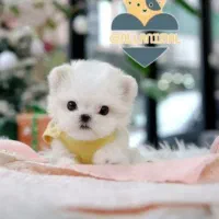 سگ سایز ریز