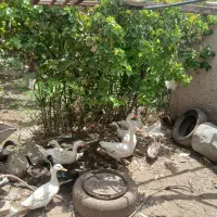 اردک بط