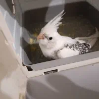 طوطی پرنده . جفت عروس هلندی به شرط