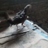 ماکیان سندی