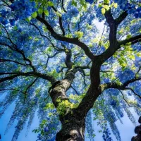 فالوور دنبال کننده اینستا و روبیکا