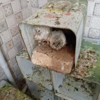 کفتر خوشگل 14 تا