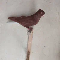 سرخ دمسفید نر