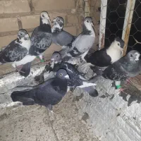 آلمانی