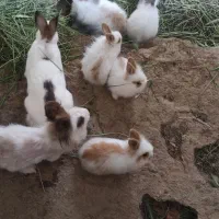 خرگوش تک و عمده