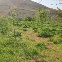 ملک-فوق-دارای-خونه-باغی