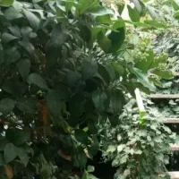 نیروی کار بازنشسته