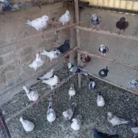 تعدادی کفتر کپکی یکجا