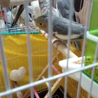 بچه عروس هلندی