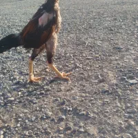 جوجه خروس اوشامو